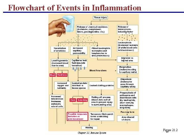 Flowchart of Events in Inflammation Chapter 21, Immune System Figure 21. 2 19 