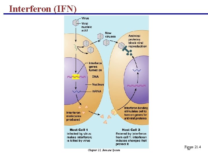 Interferon (IFN) Chapter 21, Immune System Figure 21. 4 22 