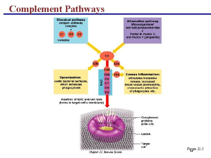 Complement Pathways Chapter 21, Immune System Figure 21. 5 28 