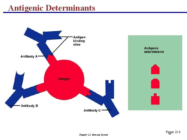 Antigenic Determinants Chapter 21, Immune System Figure 21. 6 39 