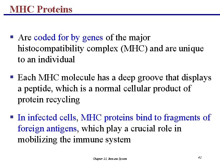 MHC Proteins § Are coded for by genes of the major histocompatibility complex (MHC)