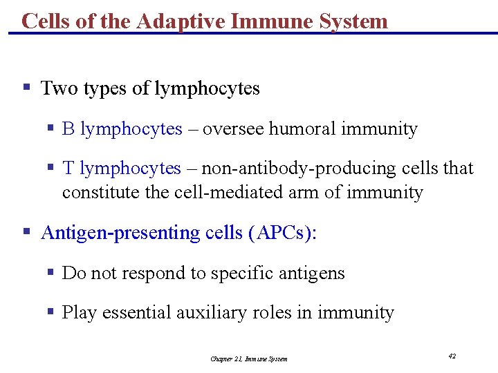 Cells of the Adaptive Immune System § Two types of lymphocytes § B lymphocytes