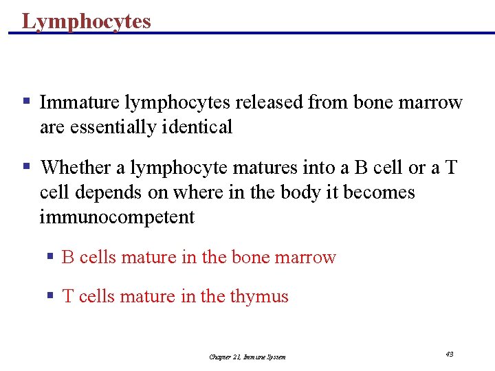 Lymphocytes § Immature lymphocytes released from bone marrow are essentially identical § Whether a