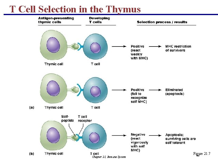 T Cell Selection in the Thymus Chapter 21, Immune System Figure 21. 7 44