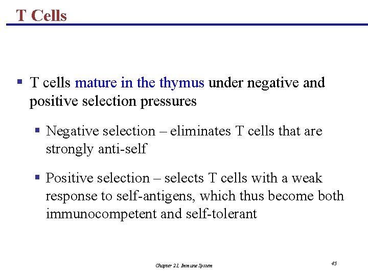 T Cells § T cells mature in the thymus under negative and positive selection