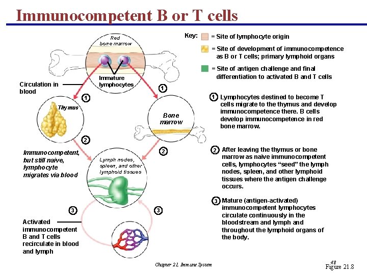 Immunocompetent B or T cells Key: Red bone marrow = Site of development of