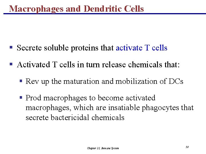 Macrophages and Dendritic Cells § Secrete soluble proteins that activate T cells § Activated