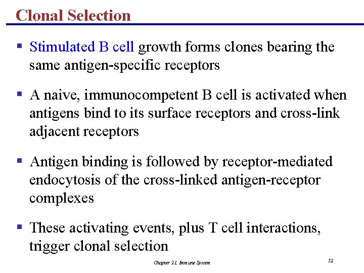 Clonal Selection § Stimulated B cell growth forms clones bearing the same antigen-specific receptors