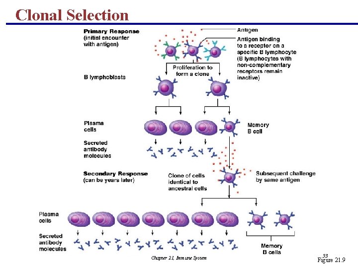 Clonal Selection Chapter 21, Immune System 53 Figure 21. 9 