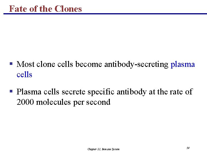 Fate of the Clones § Most clone cells become antibody-secreting plasma cells § Plasma