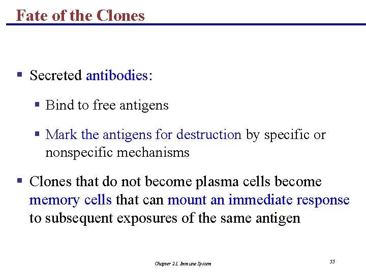 Fate of the Clones § Secreted antibodies: § Bind to free antigens § Mark