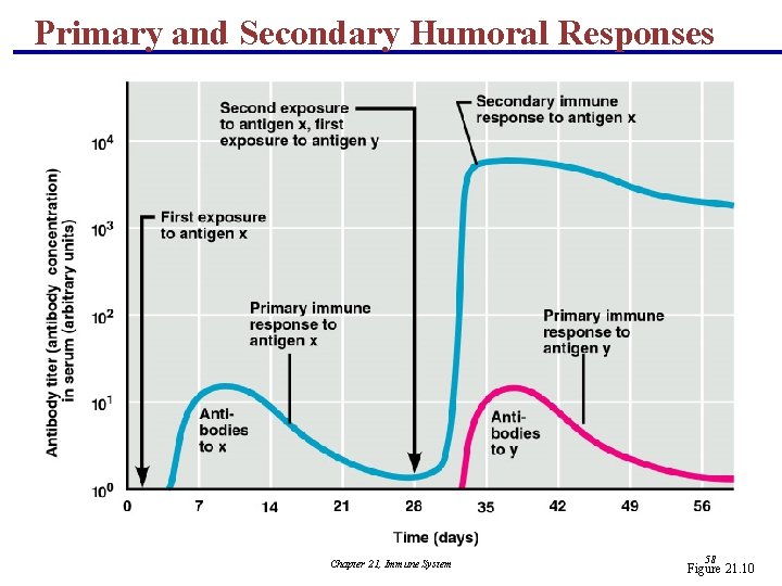 Primary and Secondary Humoral Responses Chapter 21, Immune System 58 Figure 21. 10 