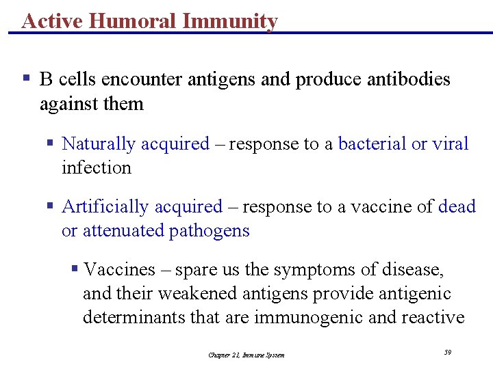 Active Humoral Immunity § B cells encounter antigens and produce antibodies against them §