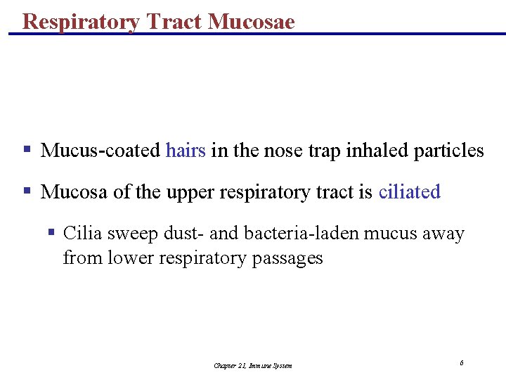 Respiratory Tract Mucosae § Mucus-coated hairs in the nose trap inhaled particles § Mucosa