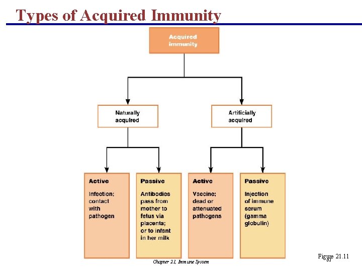 Types of Acquired Immunity Chapter 21, Immune System Figure 21. 11 61 