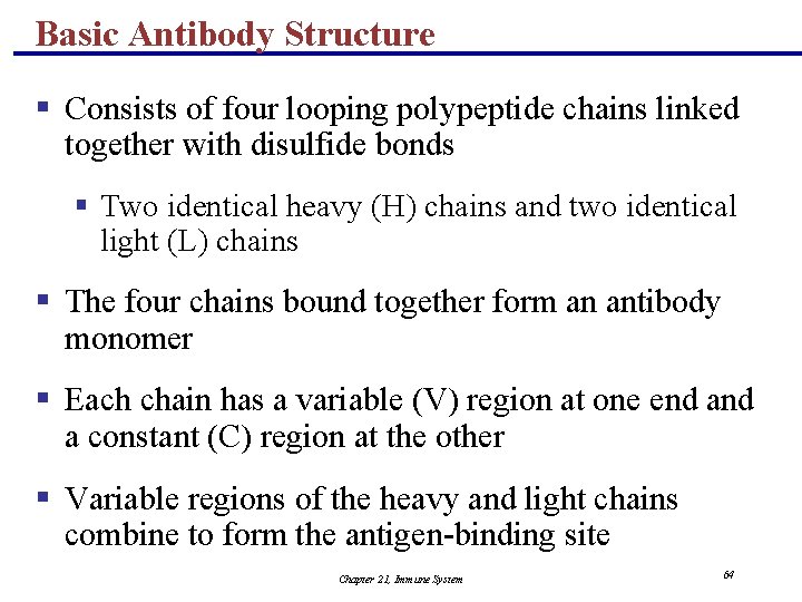 Basic Antibody Structure § Consists of four looping polypeptide chains linked together with disulfide