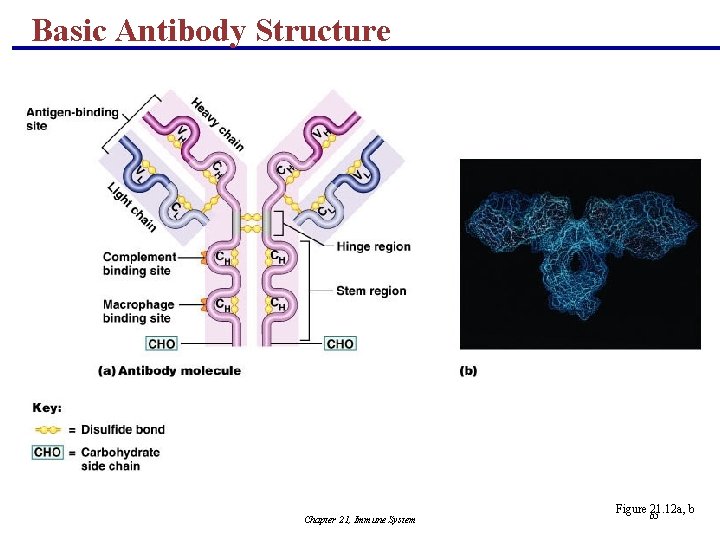 Basic Antibody Structure Chapter 21, Immune System Figure 65 21. 12 a, b 