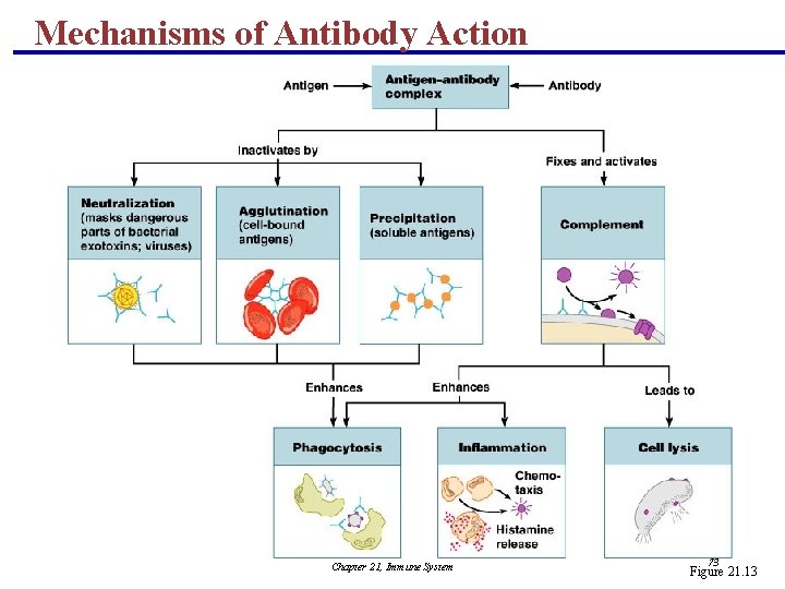 Mechanisms of Antibody Action Chapter 21, Immune System 73 Figure 21. 13 
