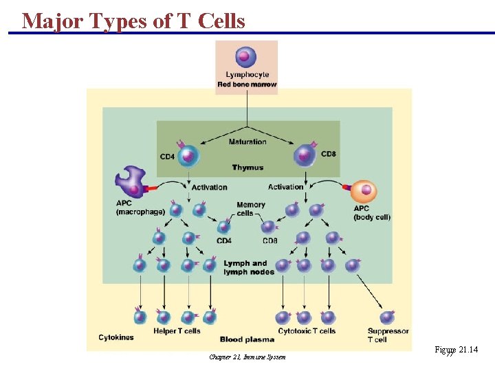 Major Types of T Cells Chapter 21, Immune System Figure 21. 14 77 