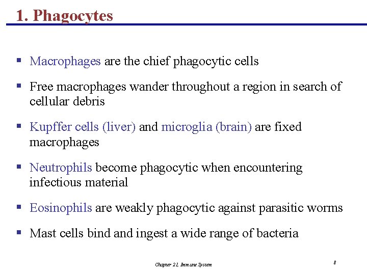 1. Phagocytes § Macrophages are the chief phagocytic cells § Free macrophages wander throughout