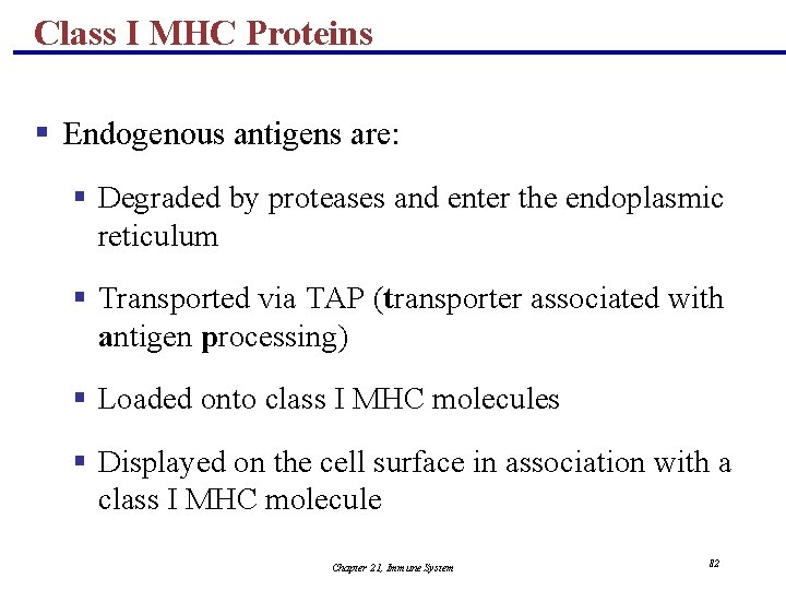 Class I MHC Proteins § Endogenous antigens are: § Degraded by proteases and enter