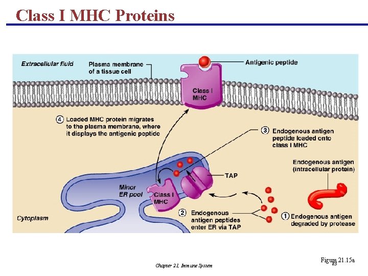 Class I MHC Proteins Chapter 21, Immune System Figure 21. 15 a 83 