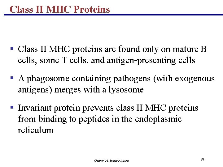 Class II MHC Proteins § Class II MHC proteins are found only on mature