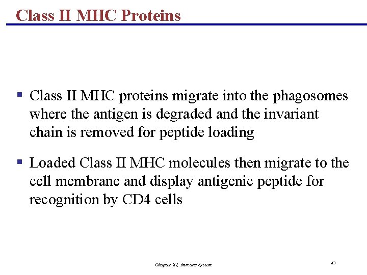 Class II MHC Proteins § Class II MHC proteins migrate into the phagosomes where