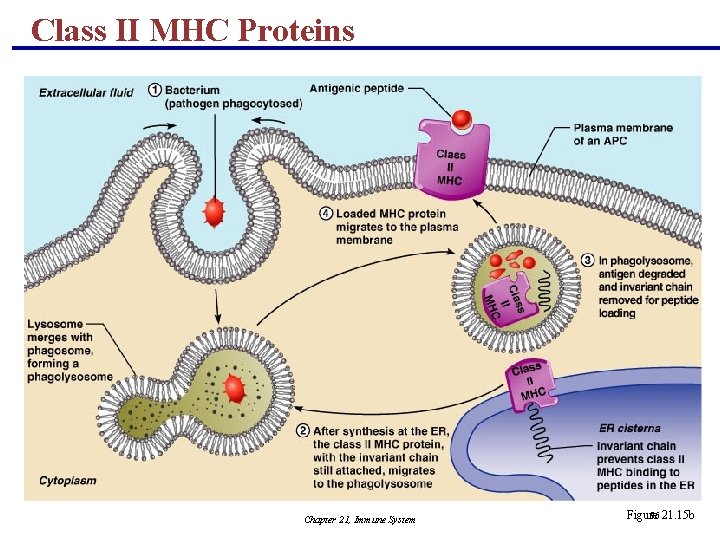 Class II MHC Proteins Chapter 21, Immune System Figure 86 21. 15 b 