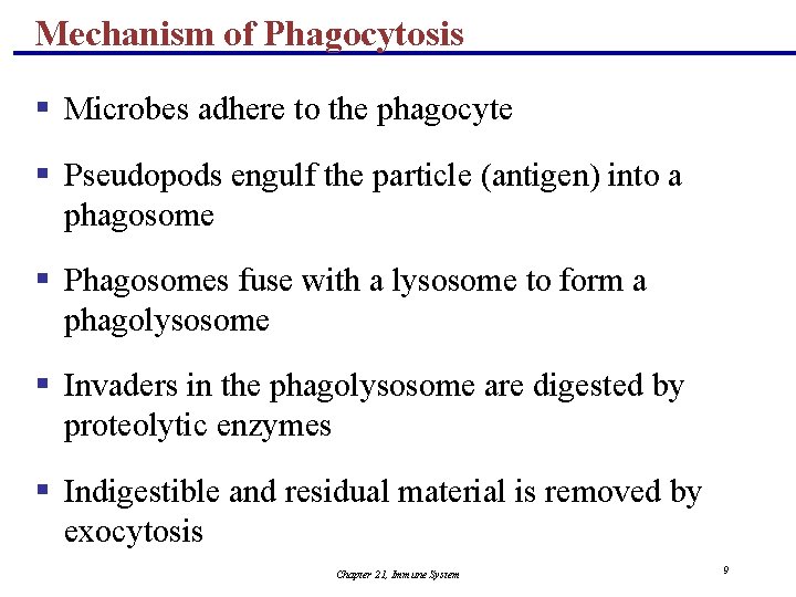 Mechanism of Phagocytosis § Microbes adhere to the phagocyte § Pseudopods engulf the particle