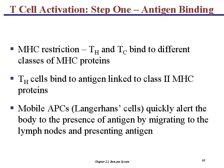 T Cell Activation: Step One – Antigen Binding § MHC restriction – TH and