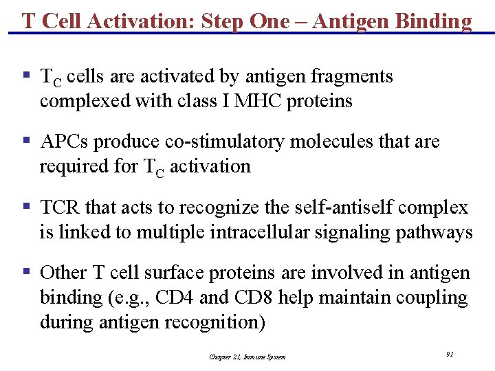 T Cell Activation: Step One – Antigen Binding § TC cells are activated by