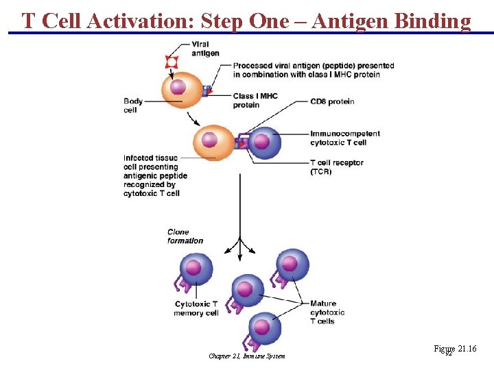 T Cell Activation: Step One – Antigen Binding Chapter 21, Immune System Figure 21.