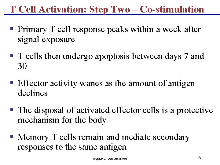 T Cell Activation: Step Two – Co-stimulation § Primary T cell response peaks within