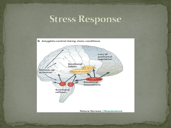 Stress Response 