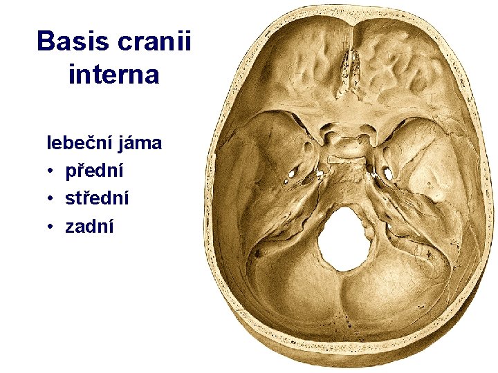 Basis cranii interna lebeční jáma • přední • střední • zadní 