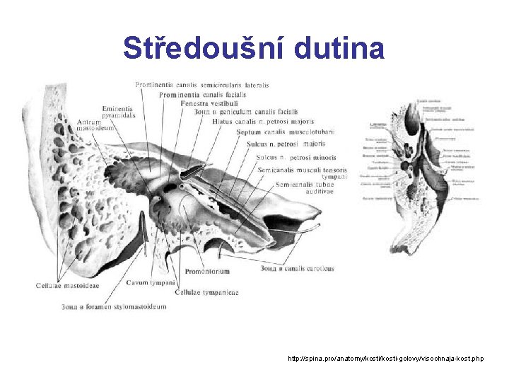 Středoušní dutina http: //spina. pro/anatomy/kosti-golovy/visochnaja-kost. php 