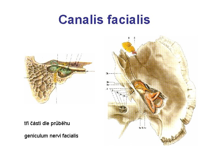 Canalis facialis tři části dle průběhu geniculum nervi facialis 