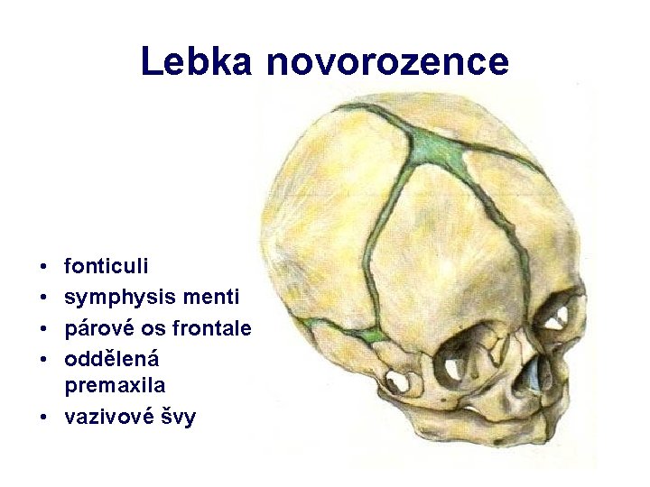 Lebka novorozence • • fonticuli symphysis menti párové os frontale oddělená premaxila • vazivové