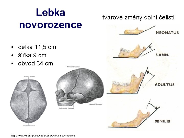 Lebka novorozence • délka 11, 5 cm • šířka 9 cm • obvod 34