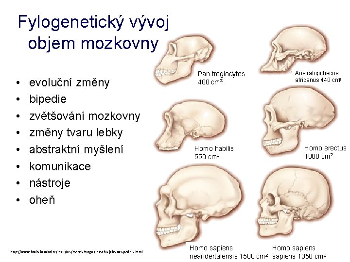 Fylogenetický vývoj objem mozkovny • • evoluční změny bipedie zvětšování mozkovny změny tvaru lebky
