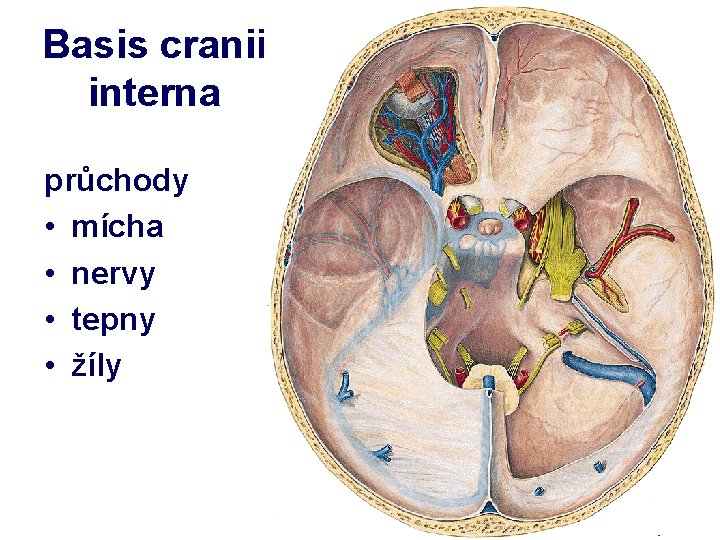 Basis cranii interna průchody • mícha • nervy • tepny • žíly 