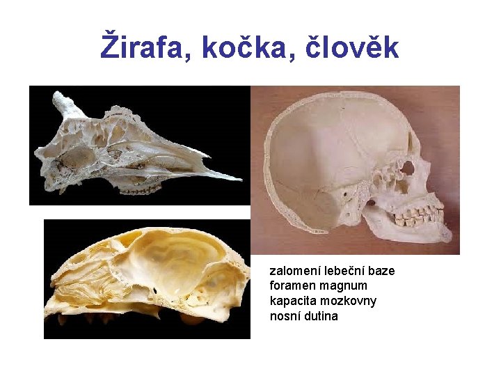 Žirafa, kočka, člověk zalomení lebeční baze foramen magnum kapacita mozkovny nosní dutina 