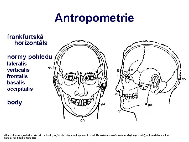Antropometrie frankfurtská horizontála normy pohledu lateralis verticalis frontalis basalis occipitalis body Bláha P. ,