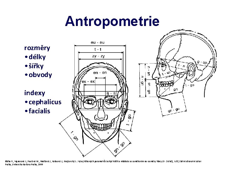 Antropometrie rozměry • délky • šířky • obvody indexy • cephalicus • facialis Bláha