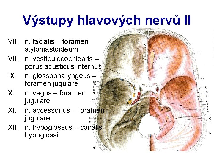 Výstupy hlavových nervů II VII. n. facialis – foramen stylomastoideum VIII. n. vestibulocochlearis –