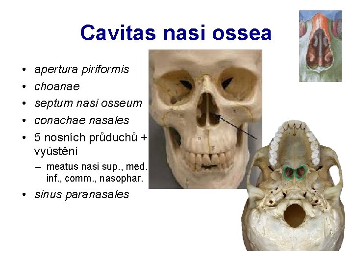 Cavitas nasi ossea • • • apertura piriformis choanae septum nasi osseum conachae nasales