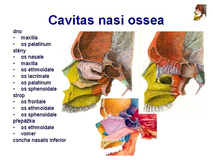 Cavitas nasi ossea dno • maxilla • os palatinum stěny • os nasale •