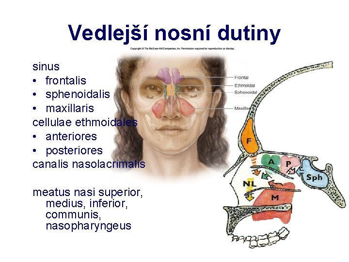 Vedlejší nosní dutiny sinus • frontalis • sphenoidalis • maxillaris cellulae ethmoidales • anteriores