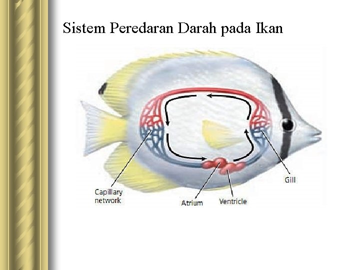 Sistem Peredaran Darah pada Ikan 